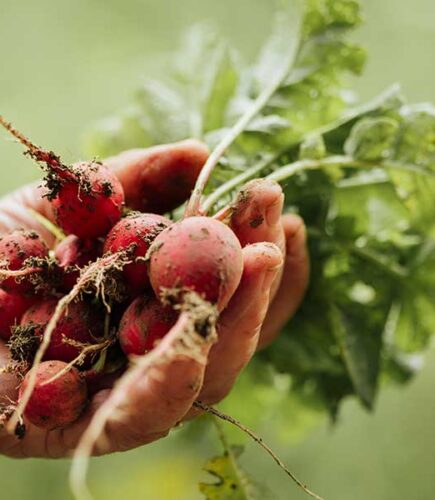 organic10 organic10